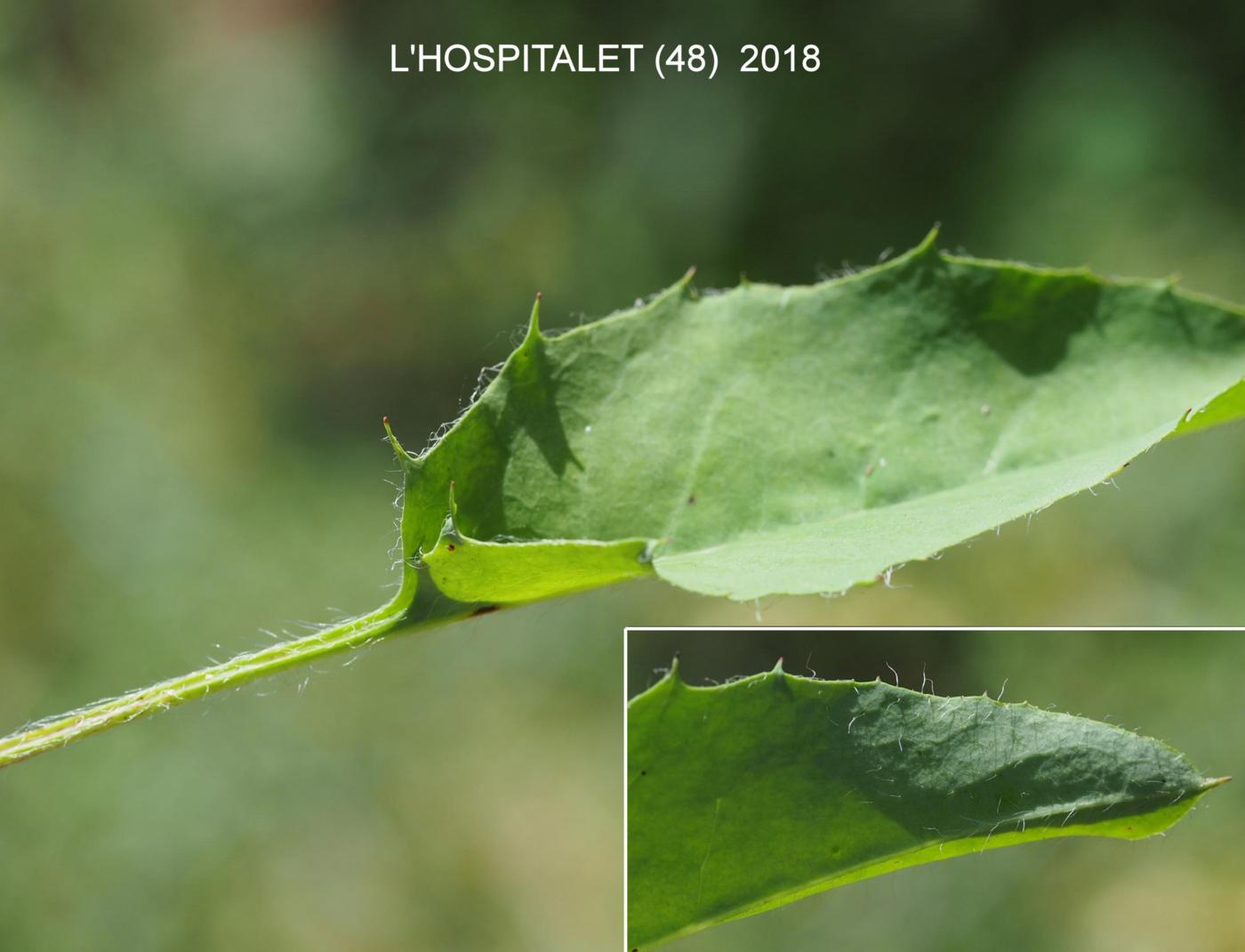 Hawkweed, Wall leaf